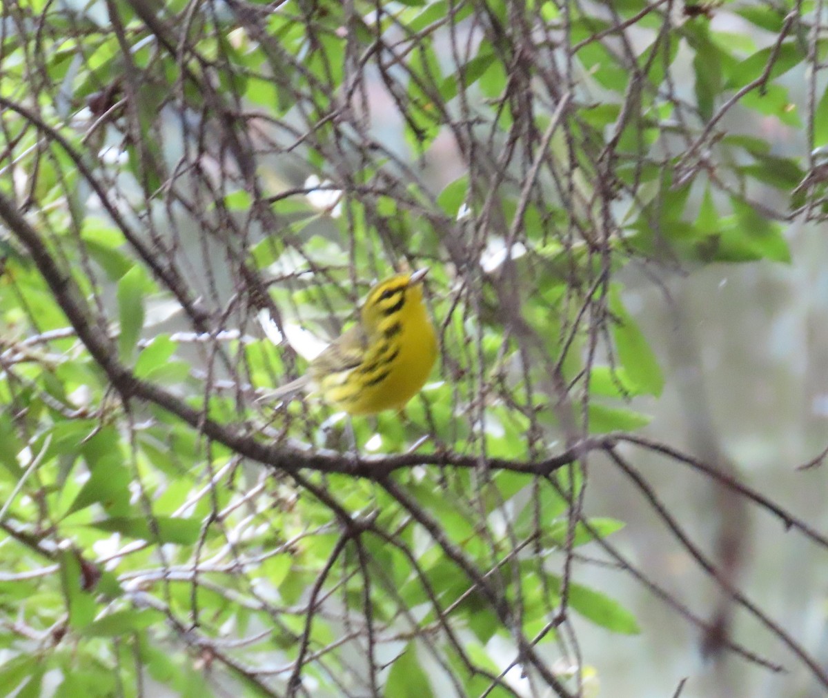 Prairie Warbler - ML624563582