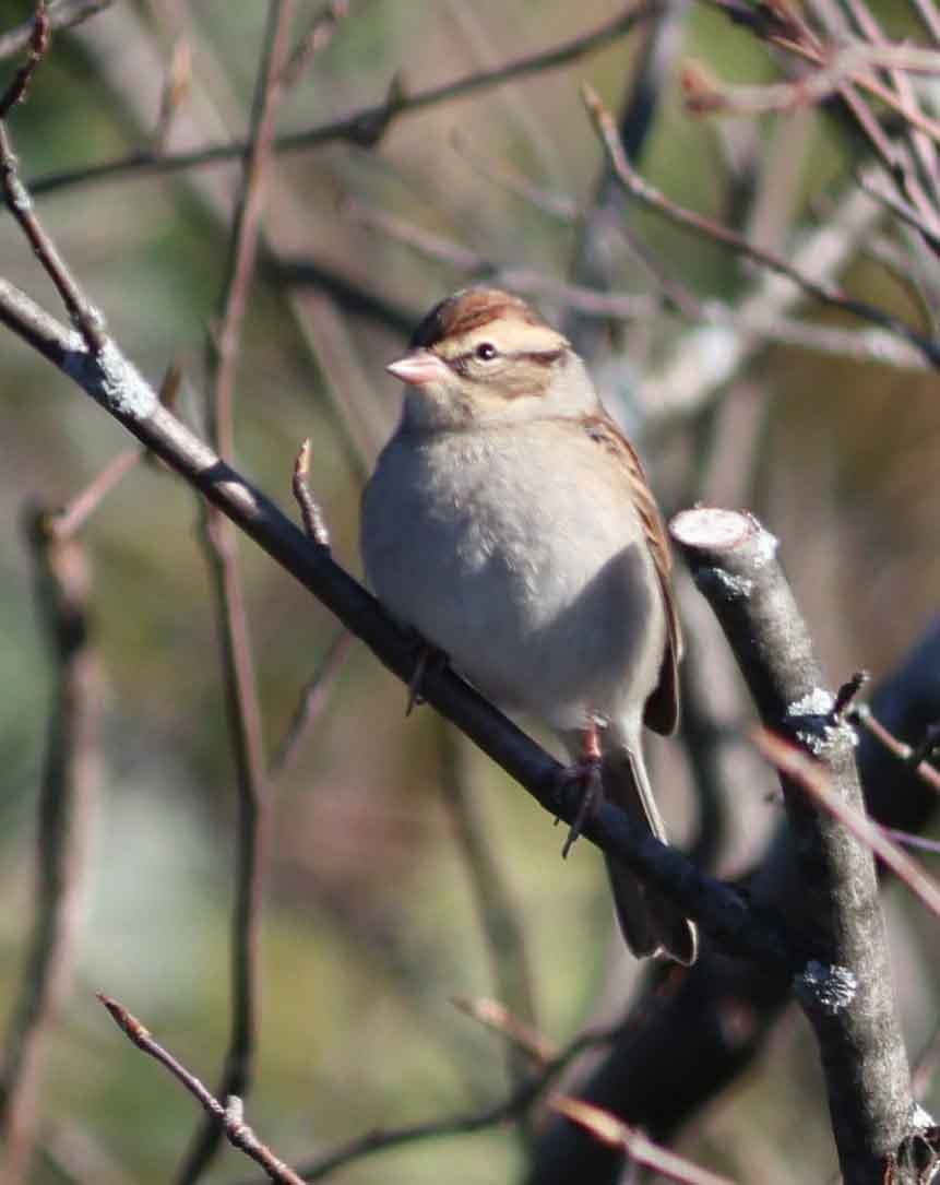 Chipping Sparrow - ML624563585