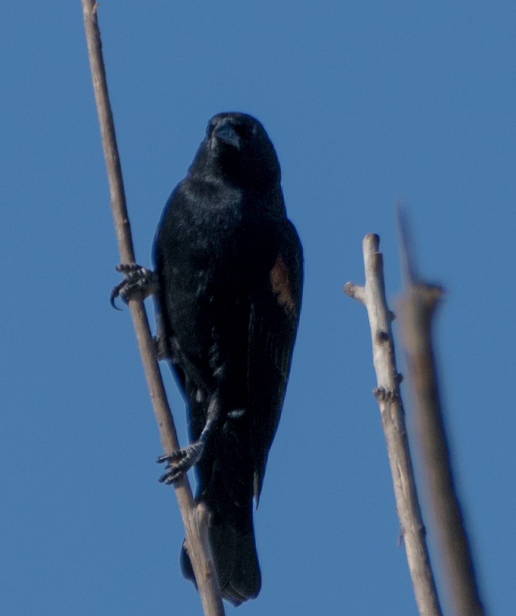 Red-winged Blackbird - ML624563586