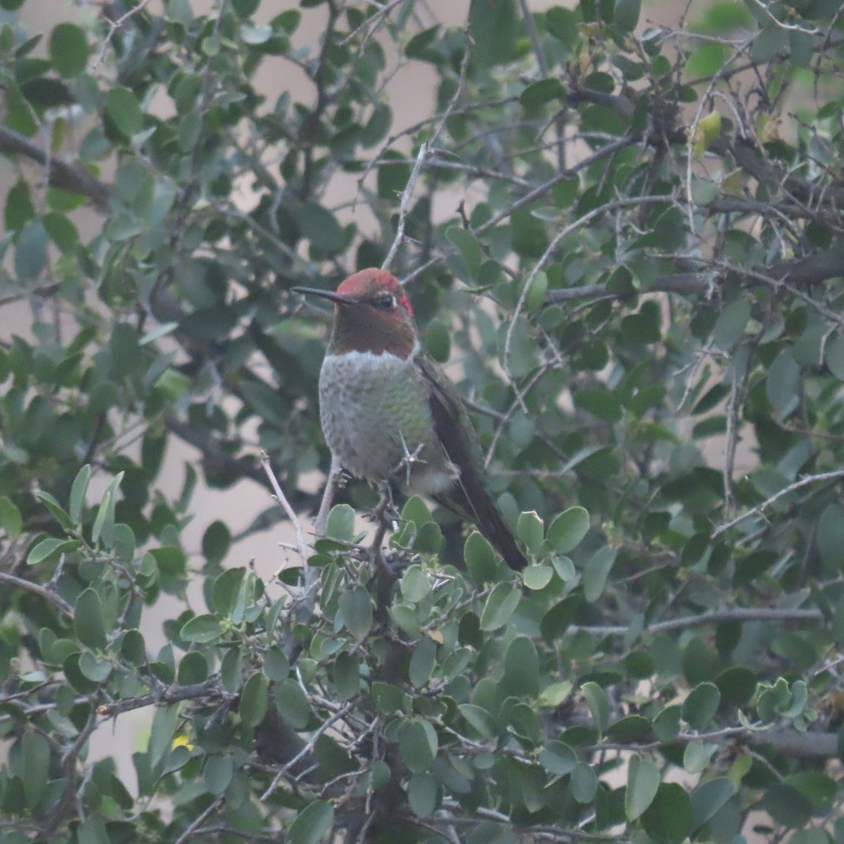 Anna's Hummingbird - ML624563587