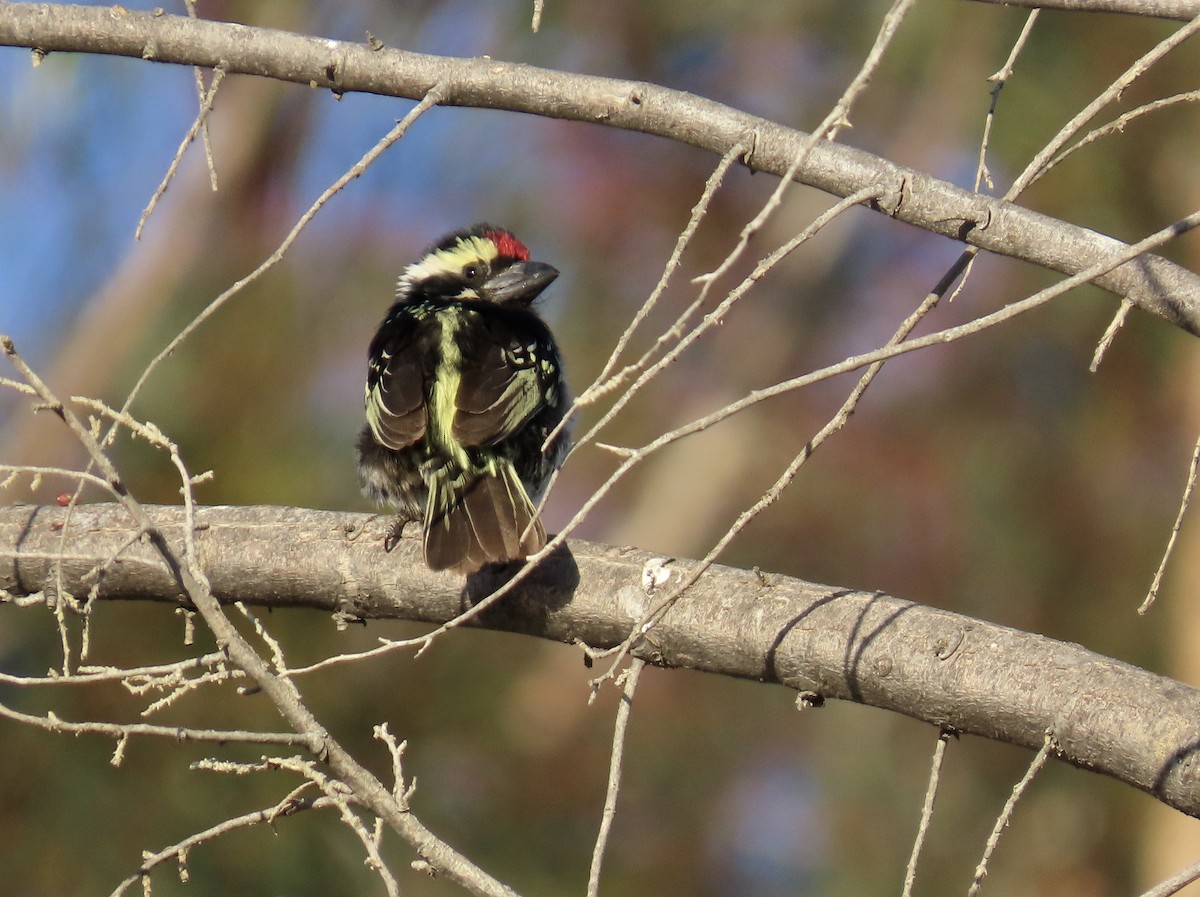 Pied Barbet - ML624563589