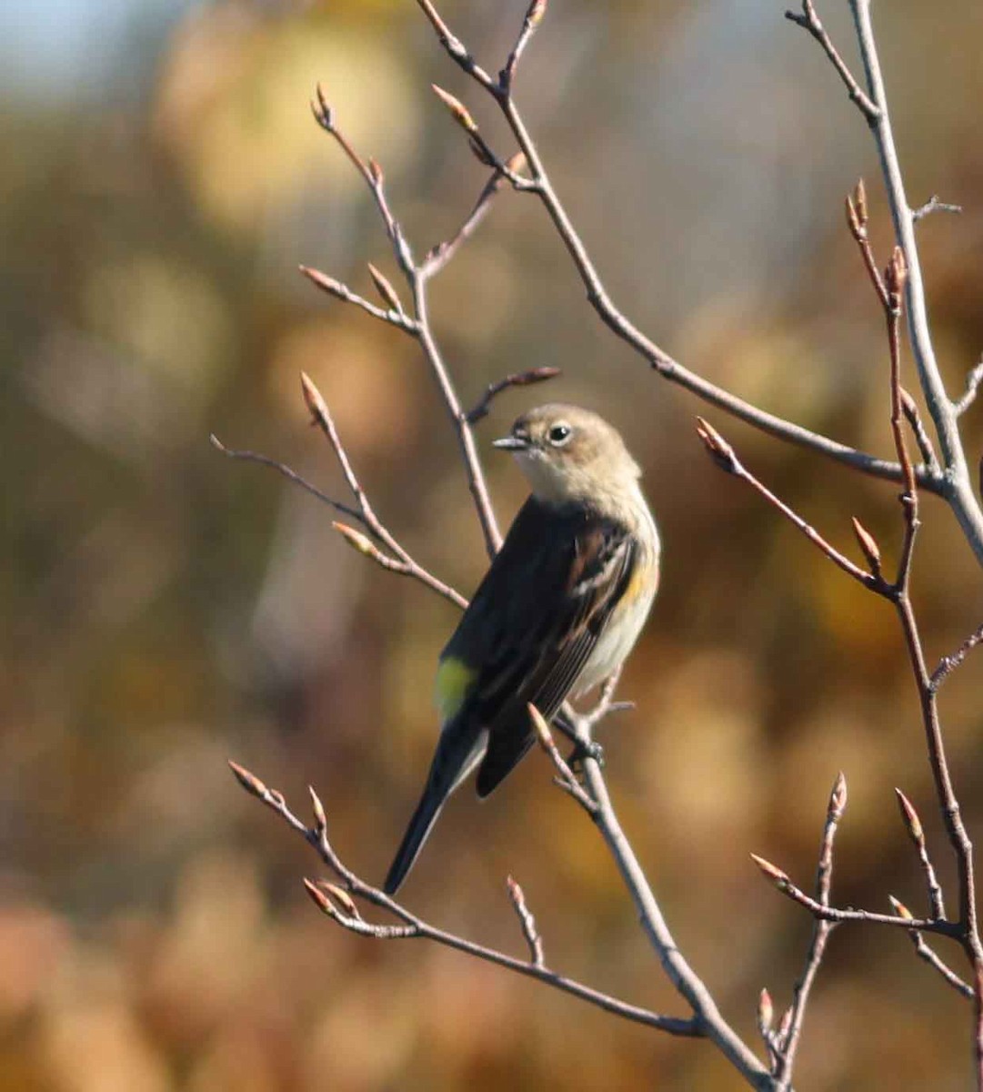 Yellow-rumped Warbler - ML624563590