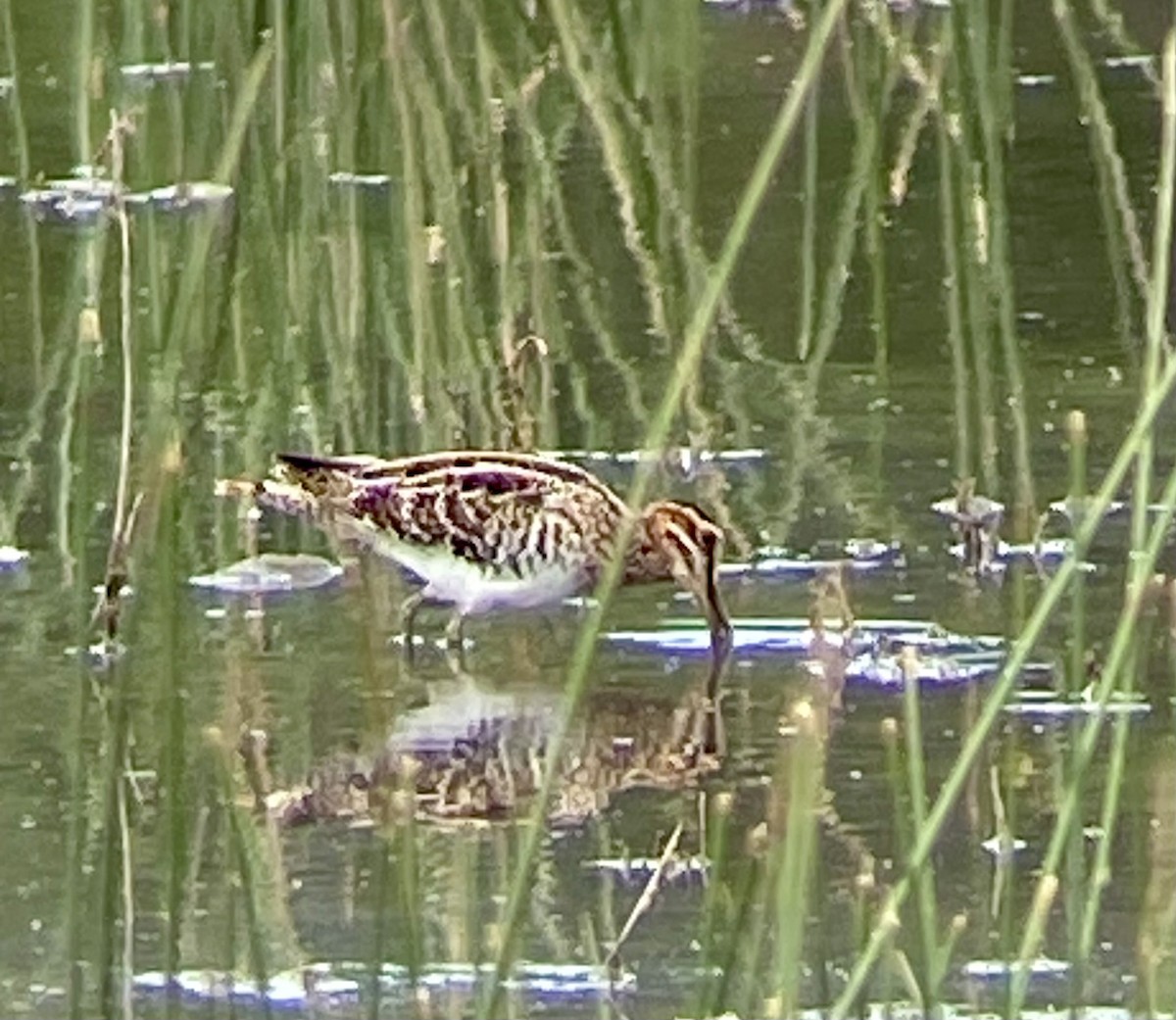 Wilson's Snipe - ML624563592