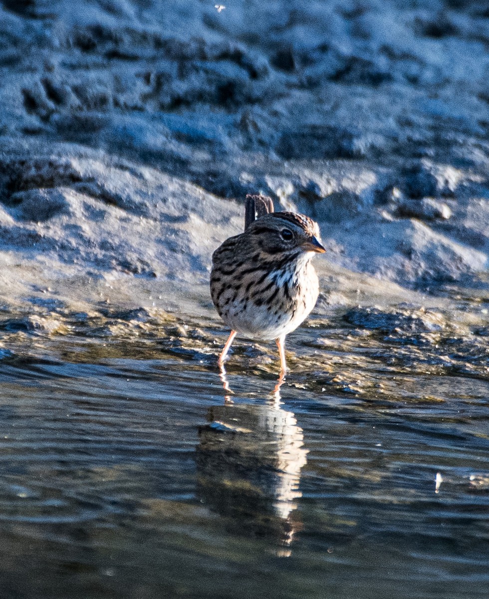 Song Sparrow - ML624563594