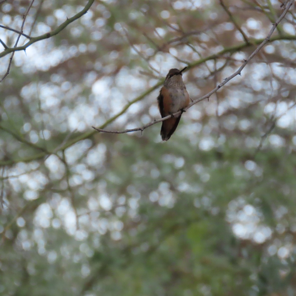 Rufous Hummingbird - Anne (Webster) Leight