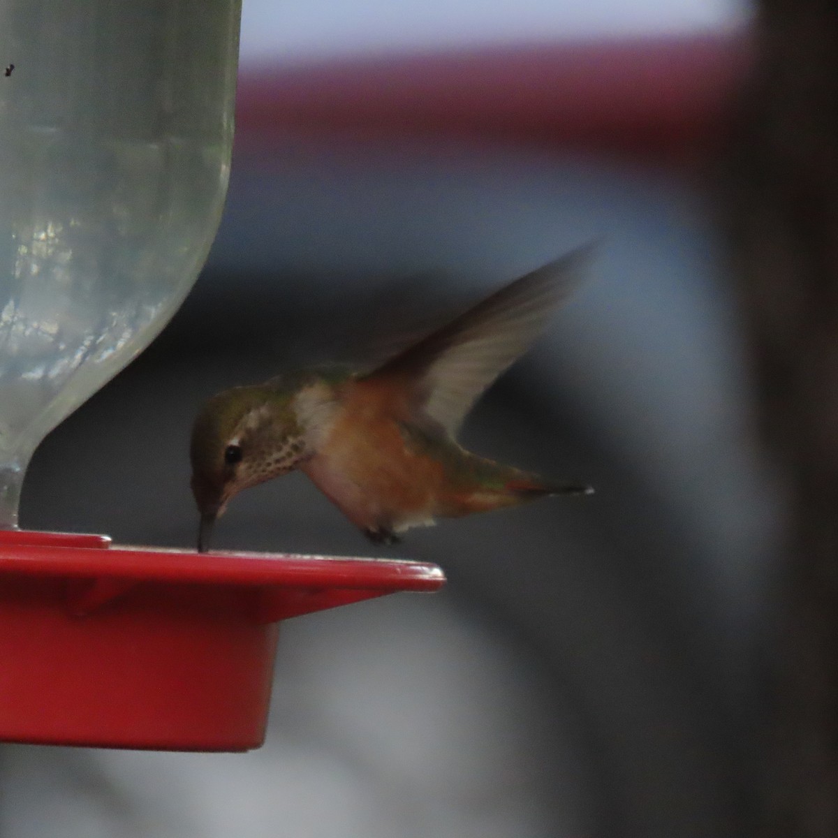 Rufous Hummingbird - ML624563596