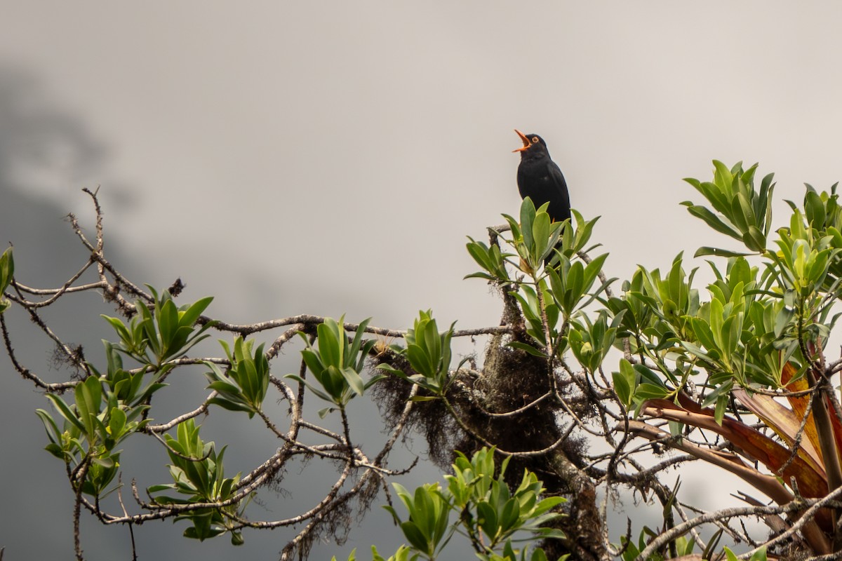 Glossy-black Thrush - ML624563599