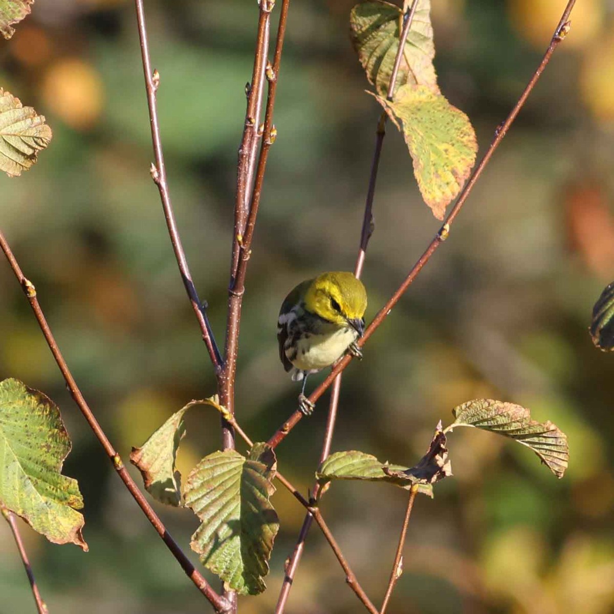 Black-throated Green Warbler - ML624563603