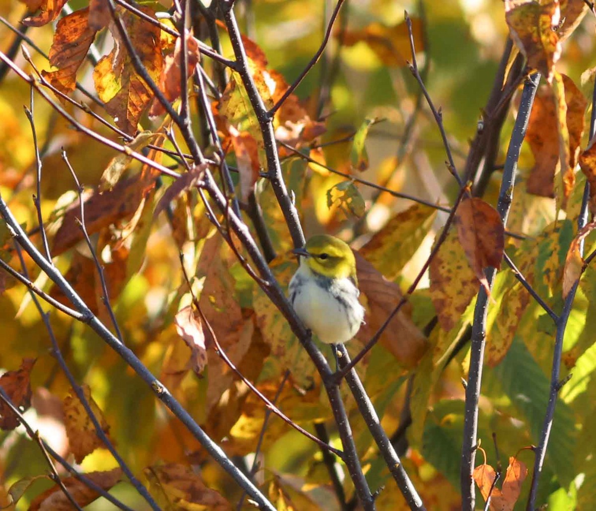 Black-throated Green Warbler - ML624563605