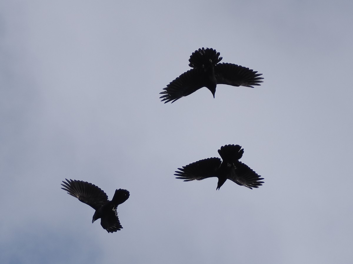 Common Raven - ML624563607