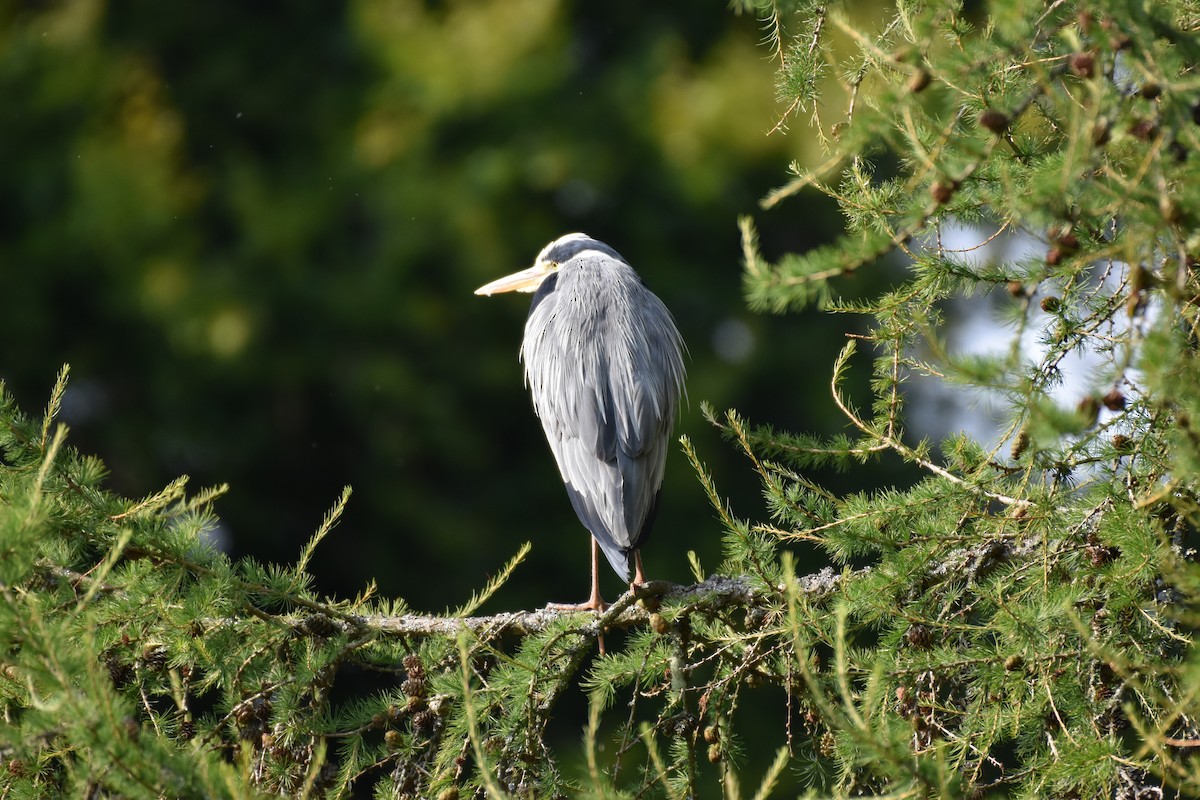 Gray Heron - ML624563610