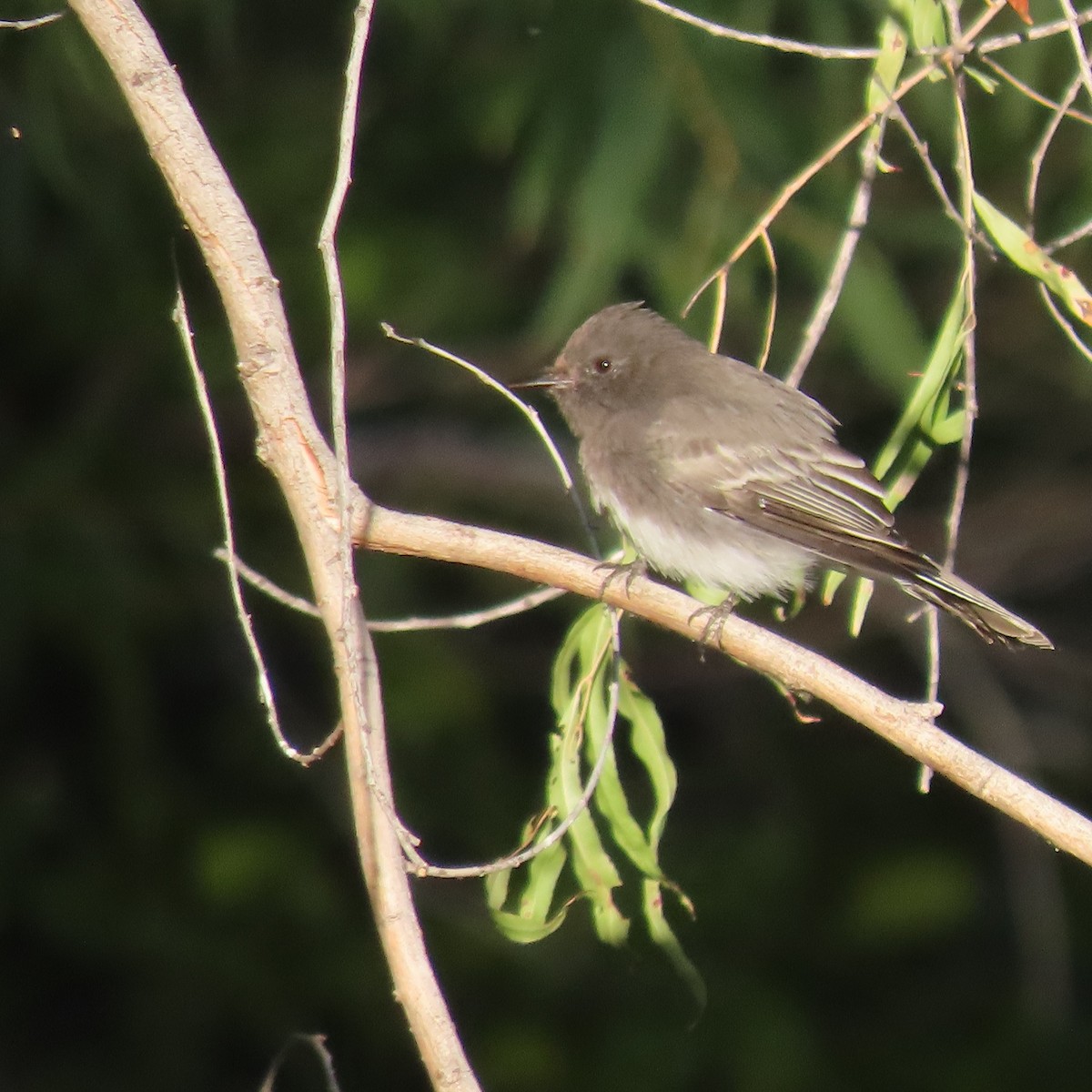 Black Phoebe - ML624563623