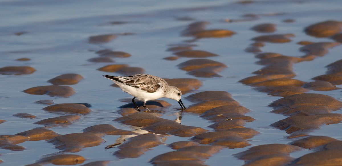 Sanderling - ML624563625