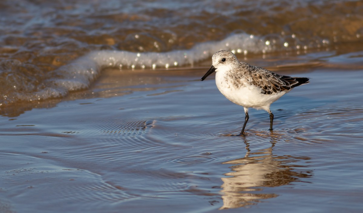 Sanderling - ML624563626