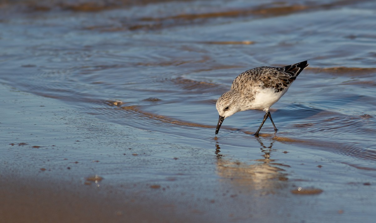 Sanderling - ML624563628