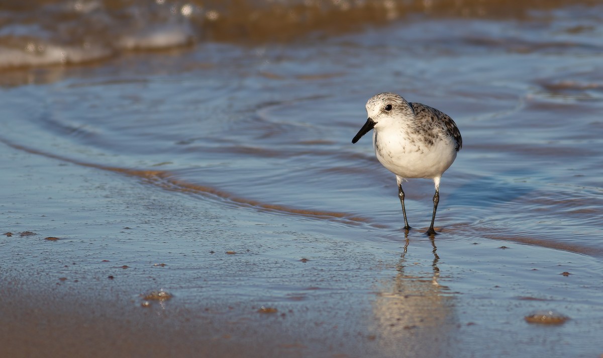 Sanderling - ML624563629