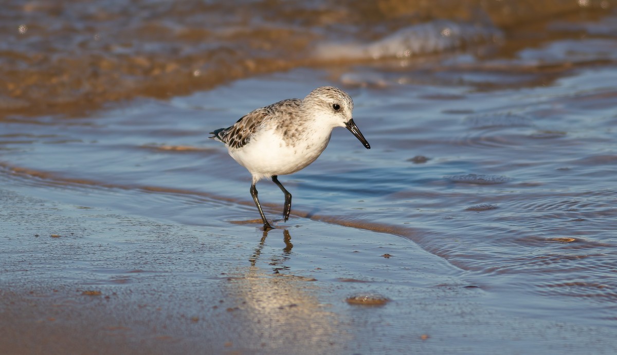 Sanderling - ML624563630