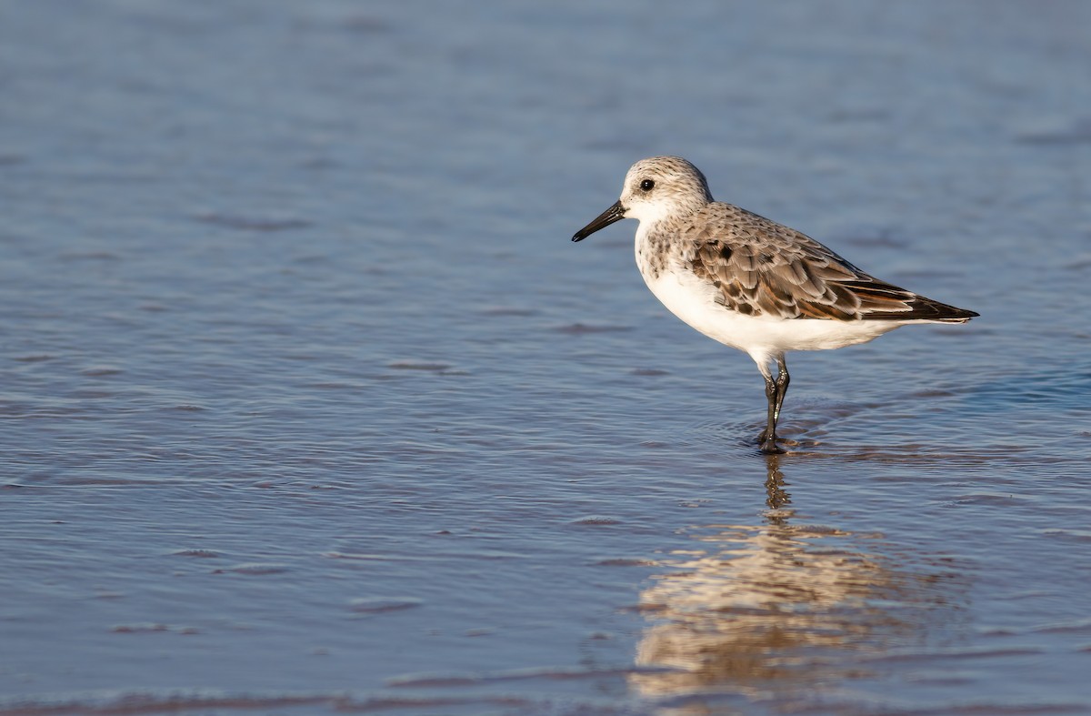 Sanderling - ML624563631