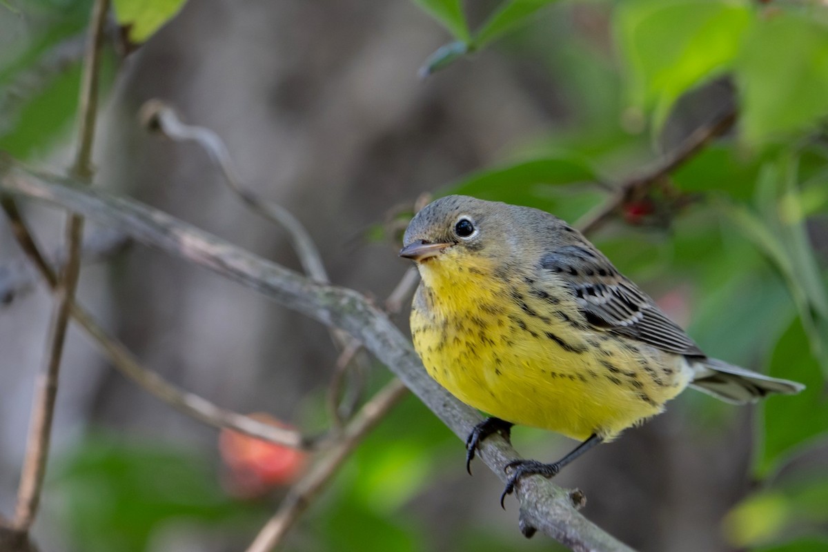 Kirtland's Warbler - ML624563649