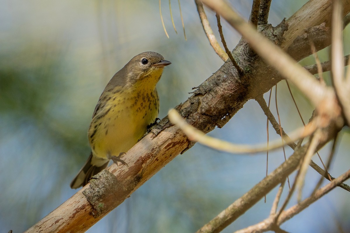 Kirtland's Warbler - ML624563650