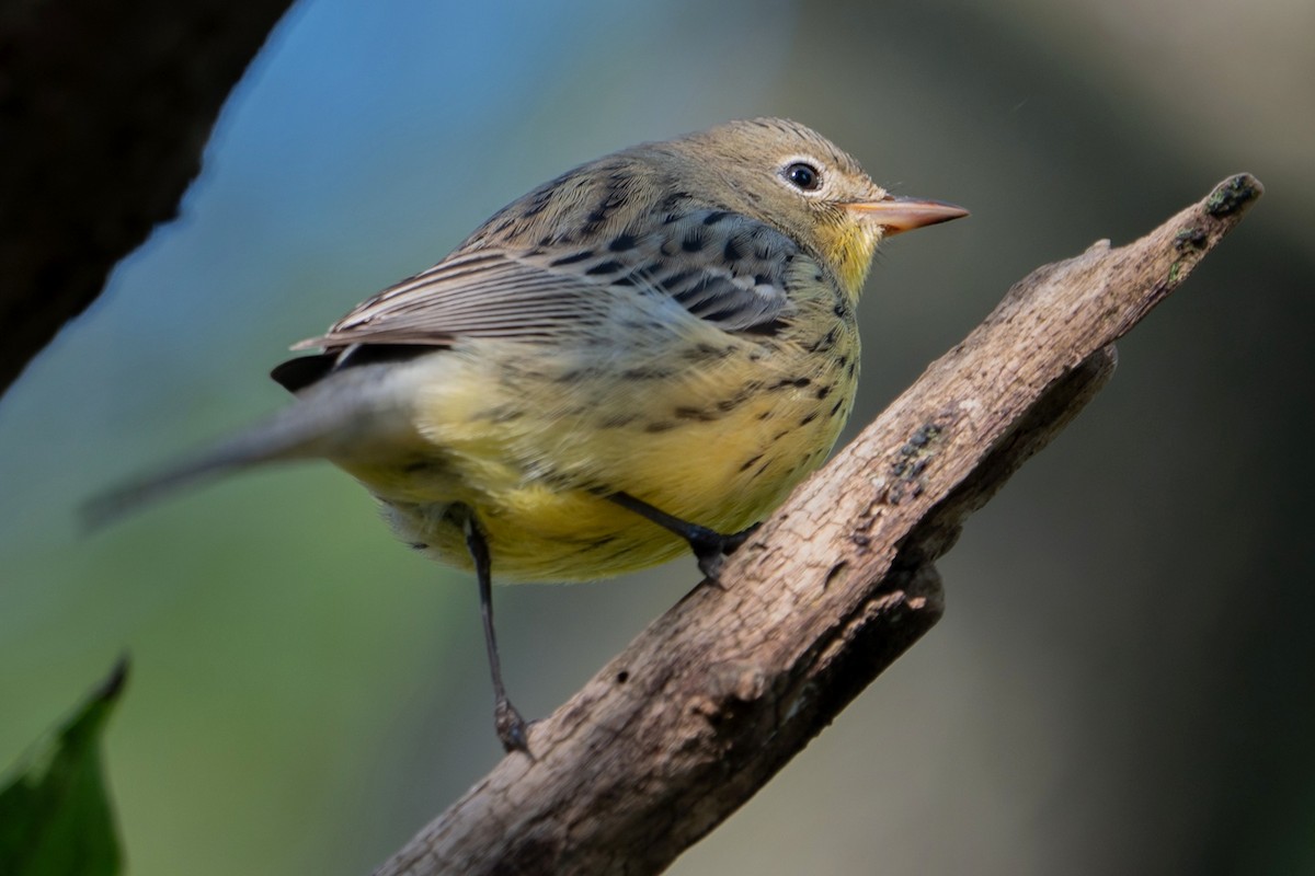 Kirtland's Warbler - Matthew Crittenden