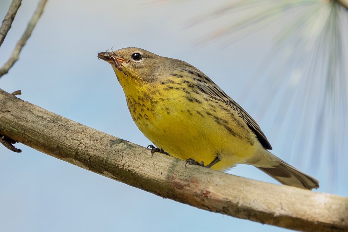 Kirtland's Warbler - ML624563652