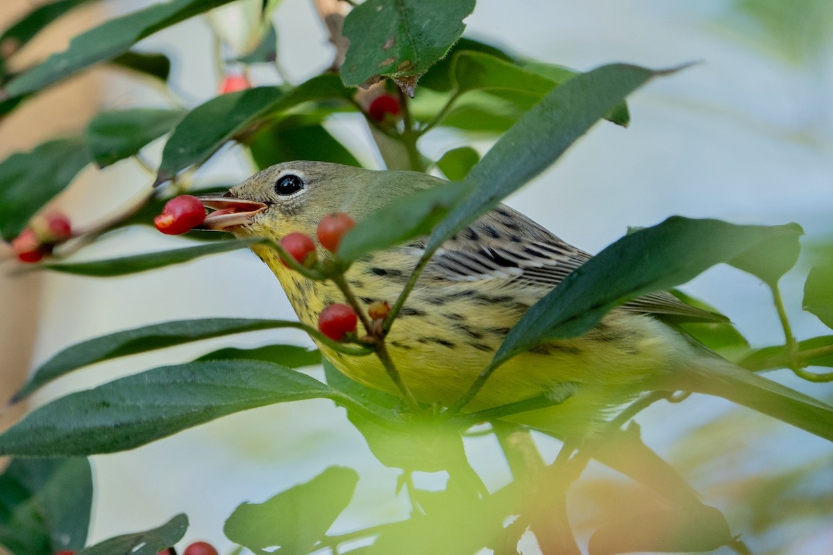 Kirtland's Warbler - ML624563653