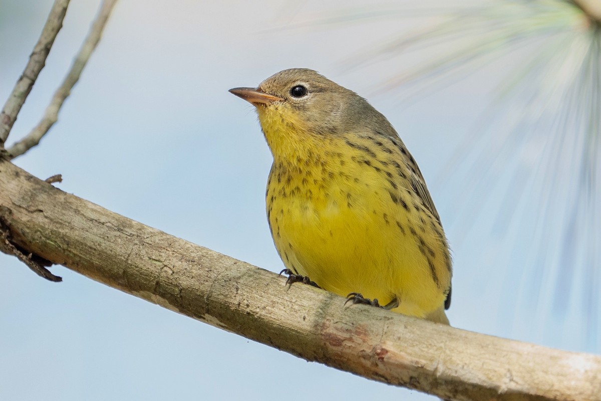 Kirtland's Warbler - ML624563654