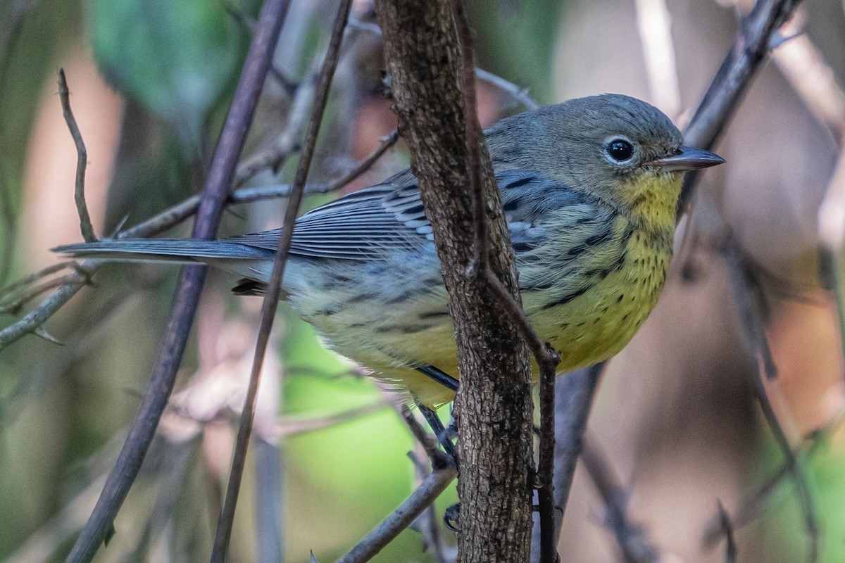 Kirtland's Warbler - ML624563655