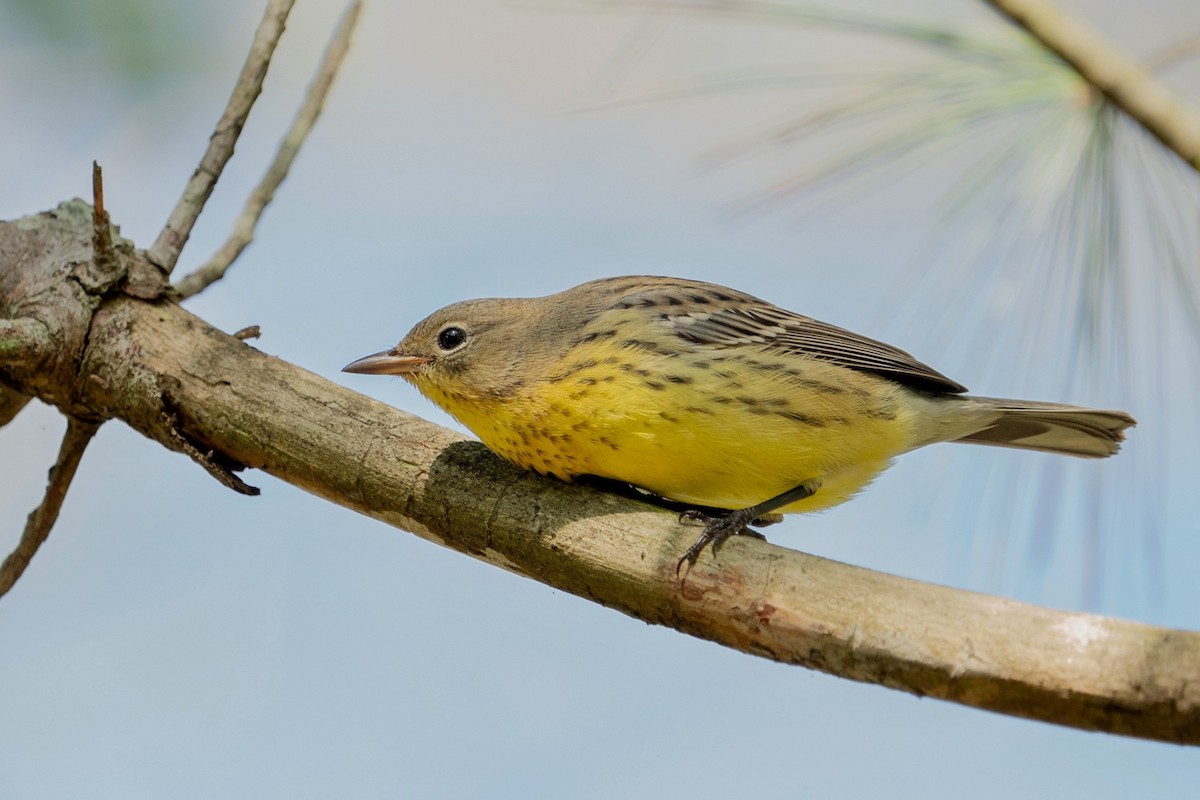 Kirtland's Warbler - ML624563656