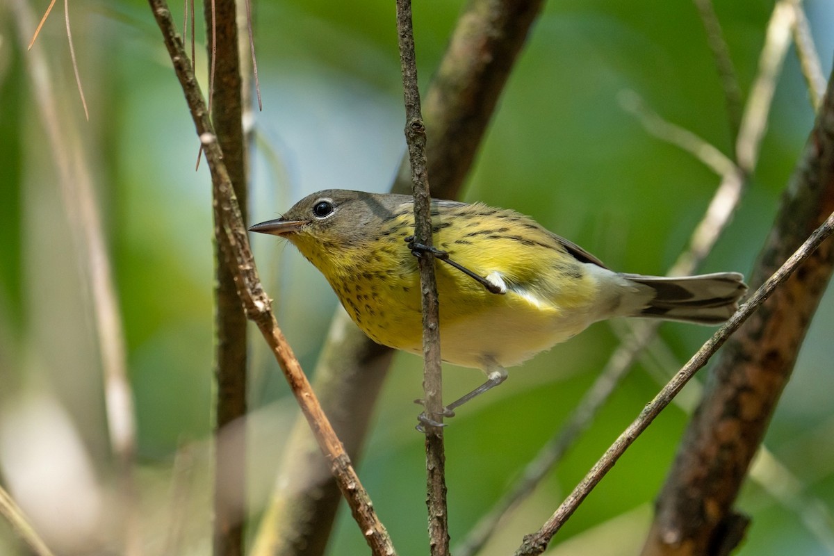 Kirtland's Warbler - ML624563657