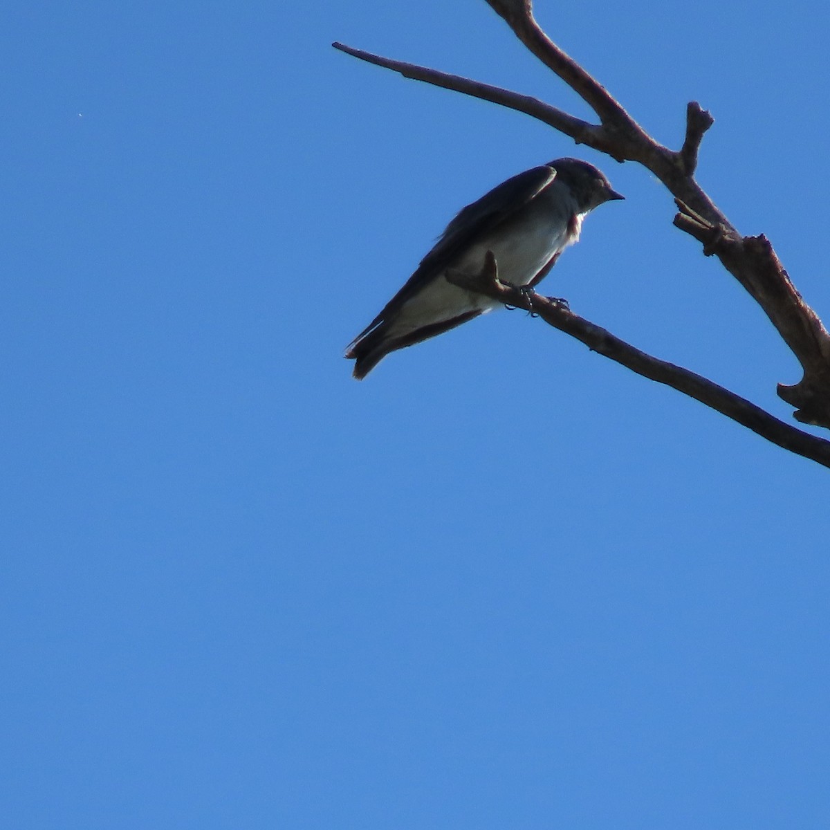 Northern Rough-winged Swallow - ML624563662