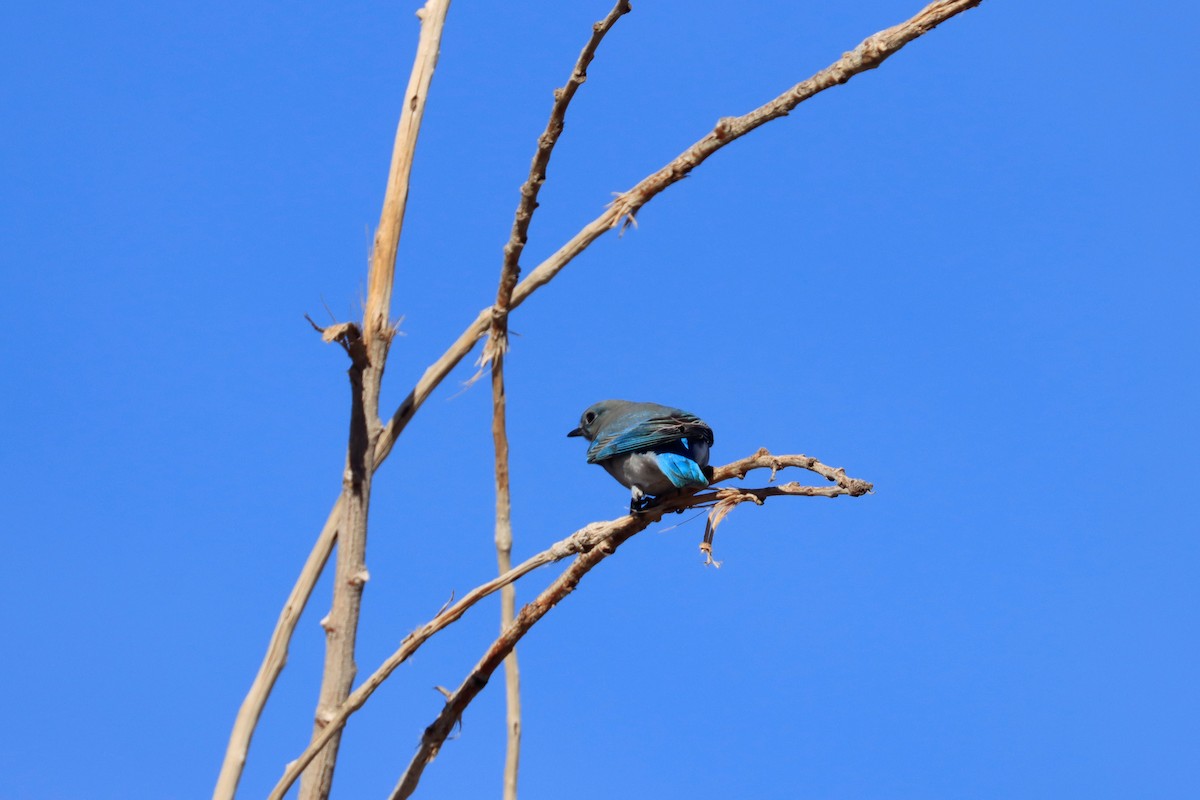 Mountain Bluebird - ML624563664