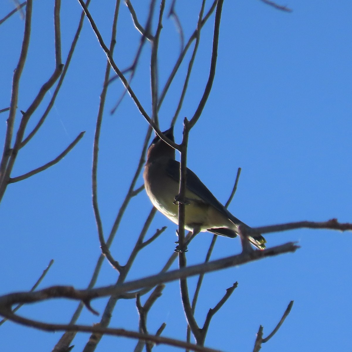 Cedar Waxwing - ML624563677