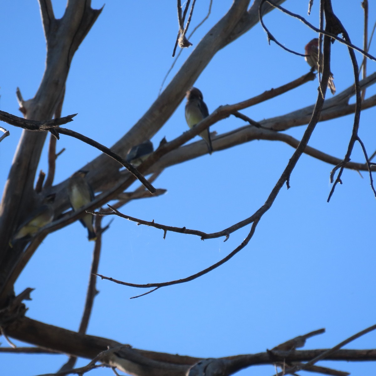 Cedar Waxwing - ML624563678