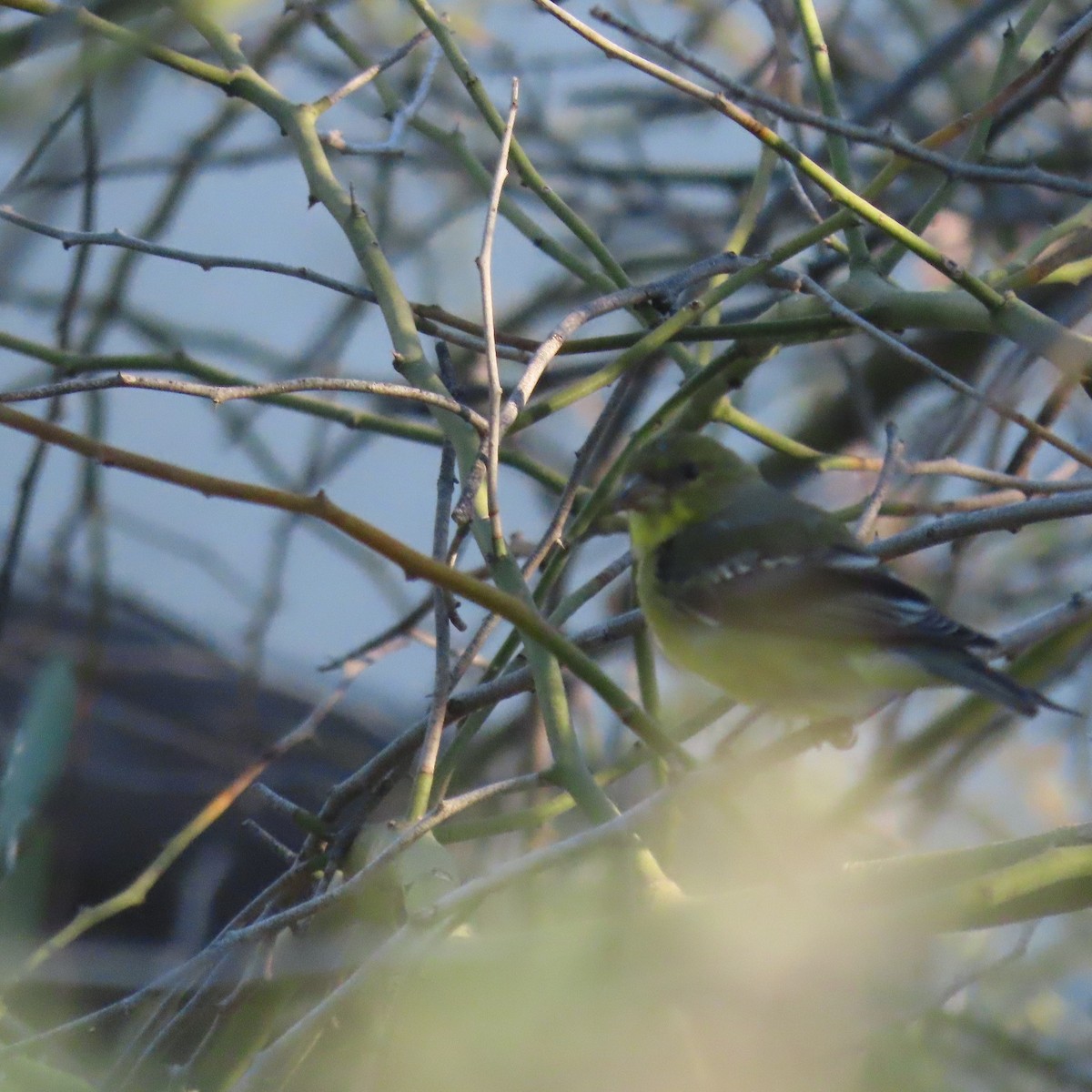 Lesser Goldfinch - ML624563685