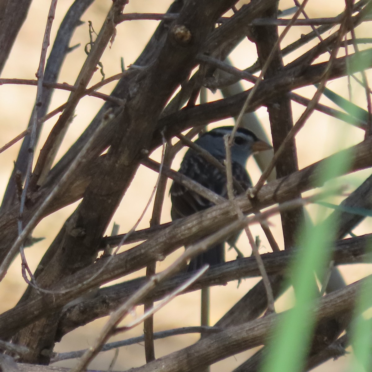 White-crowned Sparrow - ML624563696