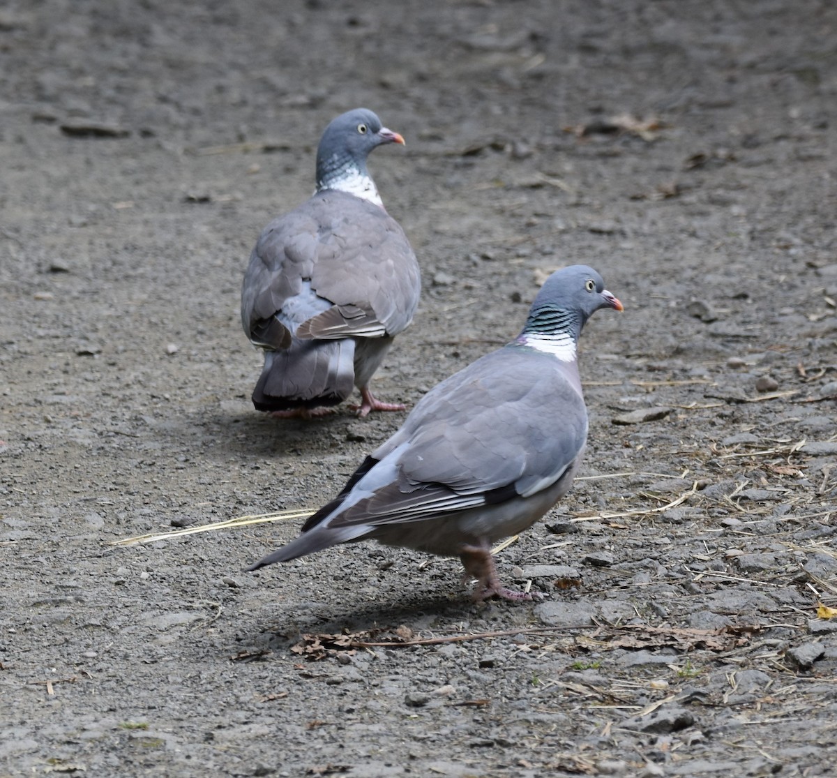 Common Wood-Pigeon - ML624563697