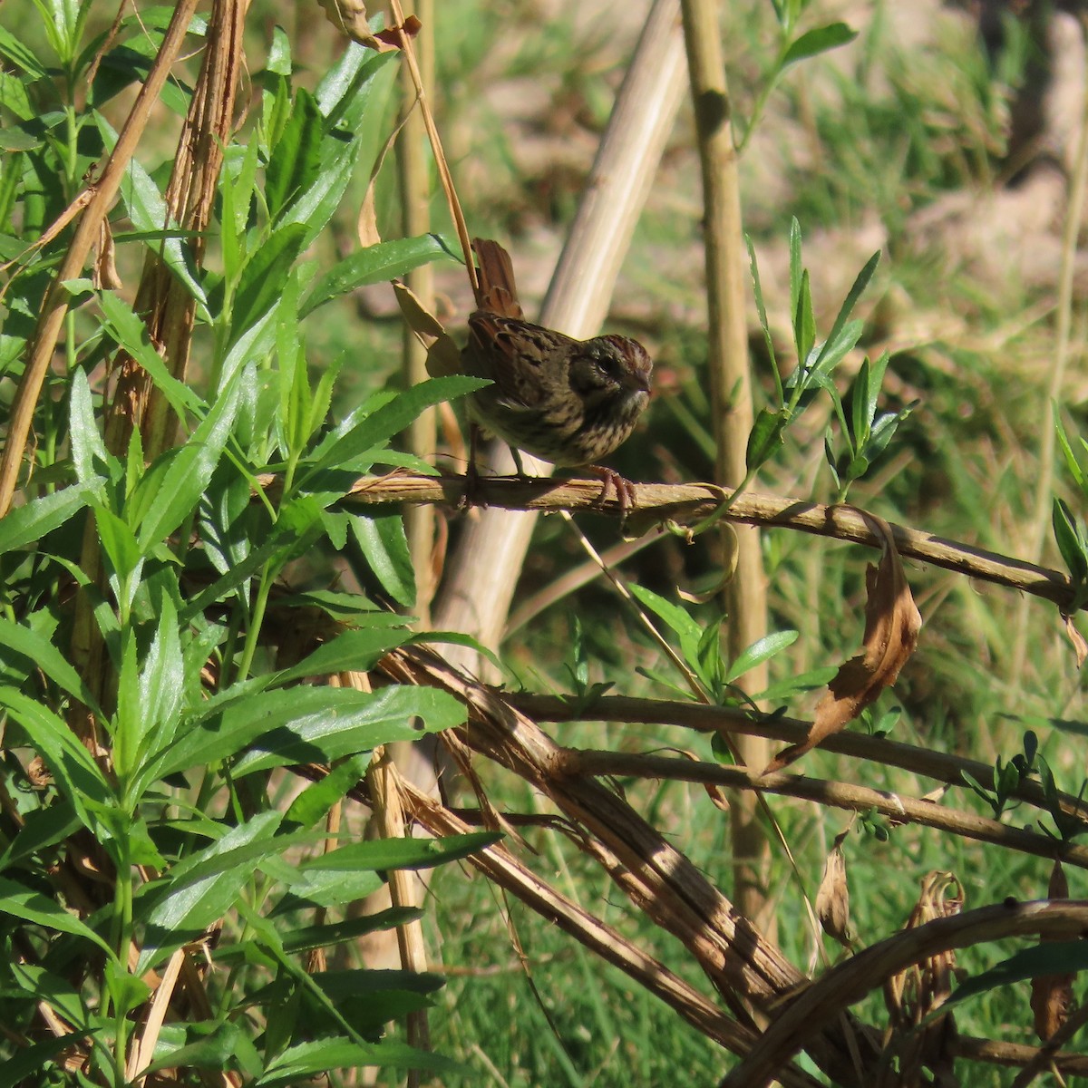 Lincoln's Sparrow - ML624563711