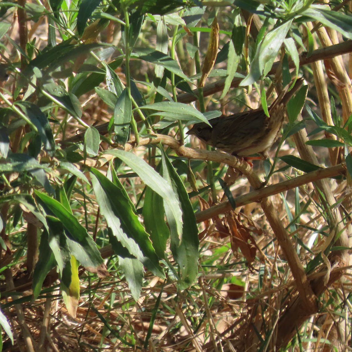 Lincoln's Sparrow - ML624563712