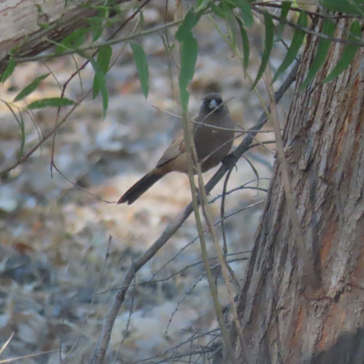 Abert's Towhee - ML624563714