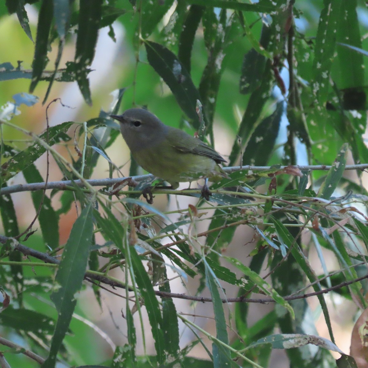 Orange-crowned Warbler - ML624563725