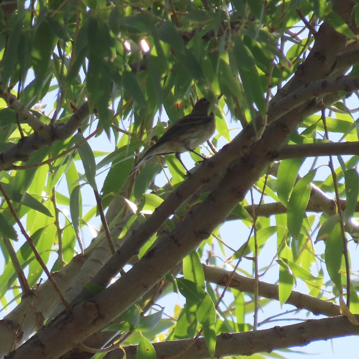 Yellow-rumped Warbler - ML624563727