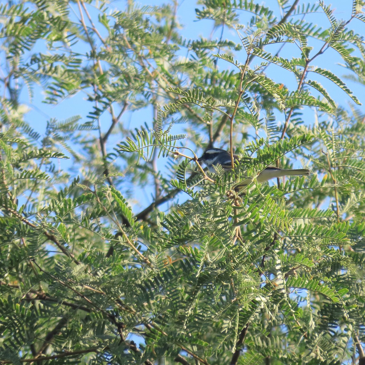 Black-throated Gray Warbler - ML624563743