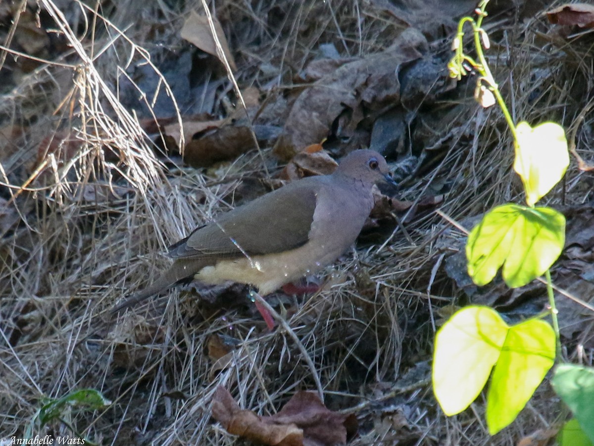 White-tipped Dove - ML624563744