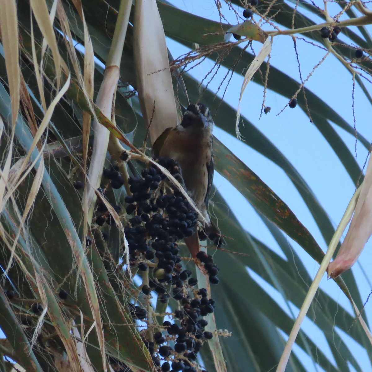 Black-headed Grosbeak - ML624563762