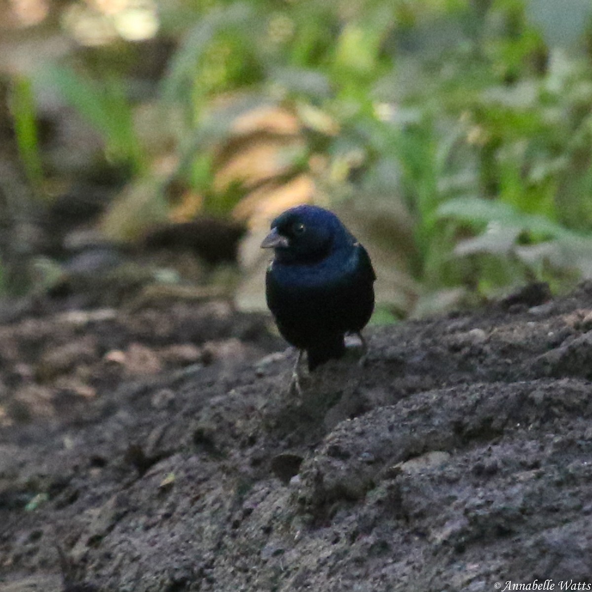 Blue-black Grassquit - Justin Watts