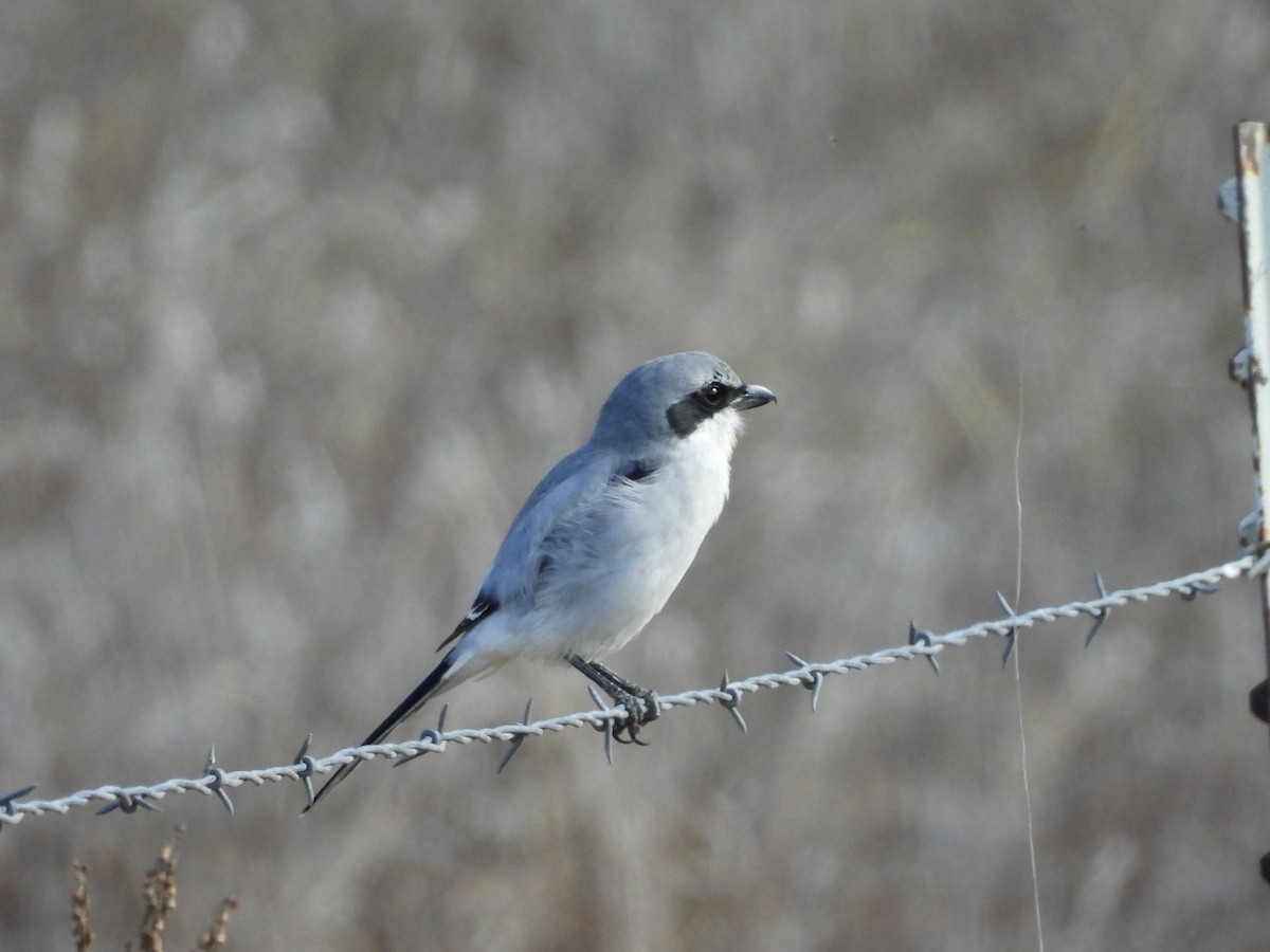 Loggerhead Shrike - ML624563803