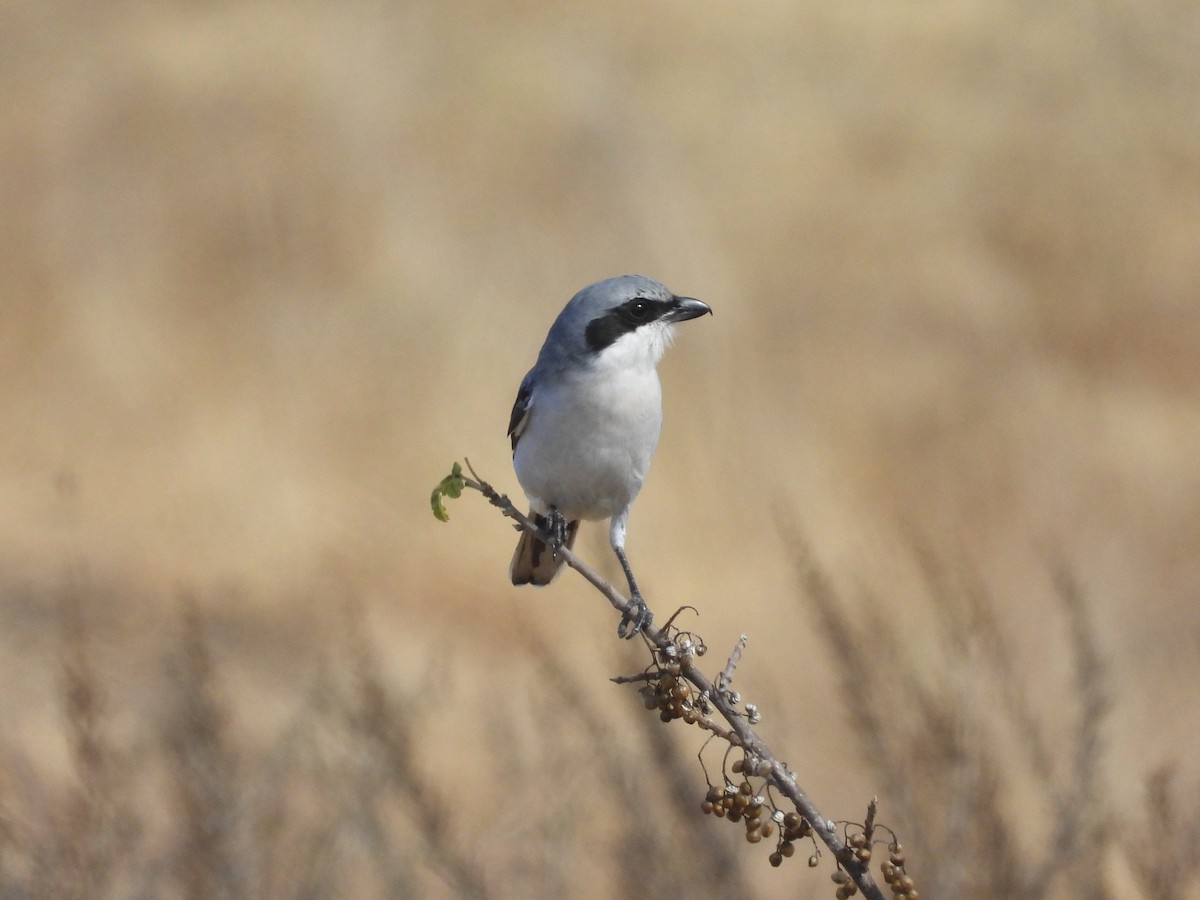 Loggerhead Shrike - ML624563804