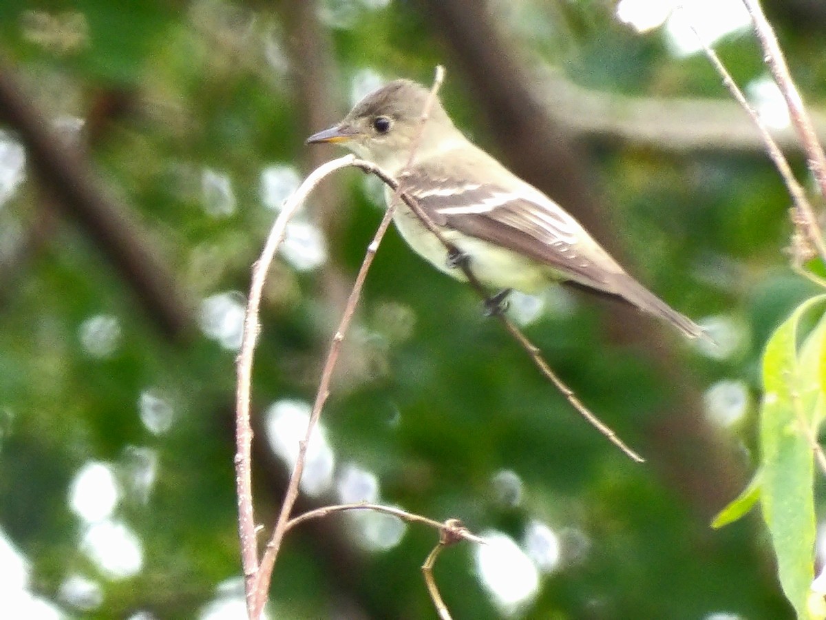 Eastern Wood-Pewee - ML624563814